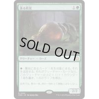 【JPN/FDN】漁る軟泥/Scavenging Ooze [緑] 『R』