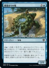 画像: 【JPN/DMU】潮溜まりの亀/Tidepool Turtle [青] 『C』