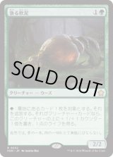画像: 【JPN/FDN】漁る軟泥/Scavenging Ooze [緑] 『R』