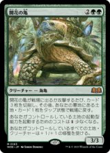 画像: 【JPN/WOE】開花の亀/Blossoming Tortoise [緑] 『M』